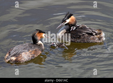 Erwachsenen große crested Haubentaucher mit ihren beiden Küken Stockfoto