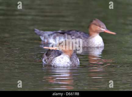 zwei rote Breasted Säger weibliche Stockfoto