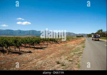 Zandliet Wine Estate Reben Robertson western Cape Südafrika südlichen afrikanischen Weinindustrie Stockfoto