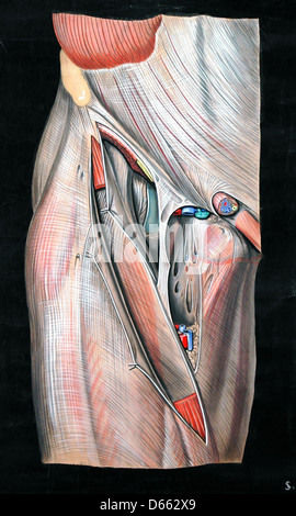 Eine anatomische Abbildung aus dem Jahr 1900, die das Oberschenkeldreieck, einen Schlüsselbereich des menschlichen Oberschenkels, darstellt. Das Bild hebt Muskeln, Sehnen und andere Strukturen in diesem Bereich hervor und bietet eine detaillierte Ansicht der Anatomie des Oberschenkels. Stockfoto