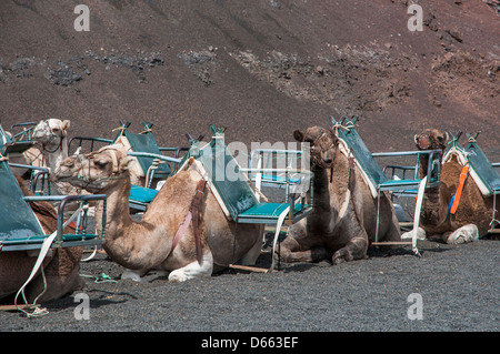 Kamele verwendet zum Wandern Touren Menschen unter Vertrag Stockfoto