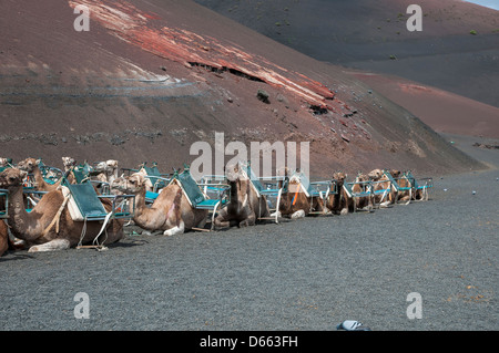 Kamele verwendet zum Wandern Touren Menschen unter Vertrag Stockfoto