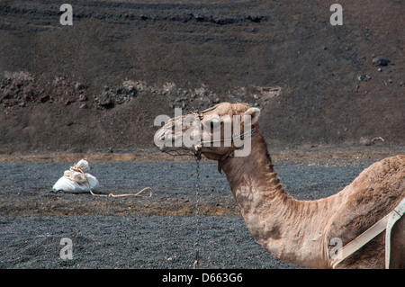 Kamele verwendet zum Wandern Touren Menschen unter Vertrag Stockfoto