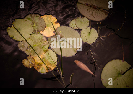 Wasser-Garten mit Koi-Karpfen. Stockfoto