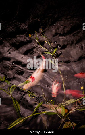 Wasser-Garten mit Koi-Karpfen. Stockfoto