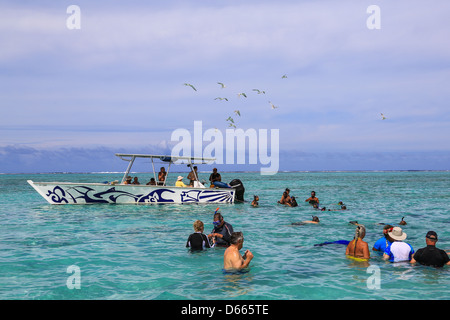 Touristen auf einen Schnorchel Ausflug zum schwarzen Spitzen Haie und Rochen im seichten Wasser der Lagune Bora Bora anzeigen. Stockfoto