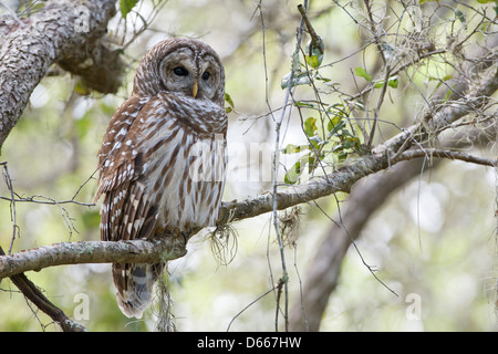 Barred Owl Barching in Oak Tree Vogel Vögel Greifvögel Natur Tierwelt Umwelt Stockfoto
