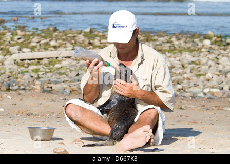 Wildtiere rehabilitieren Flasche füttern einen südlichen Seebär; Punta Colorado, Maldanato, Uruguay Stockfoto