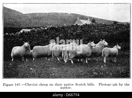 Eine Studie von Nutztieren (1922) Stockfoto