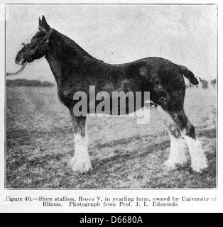 Eine Studie von Nutztieren (1922) Stockfoto