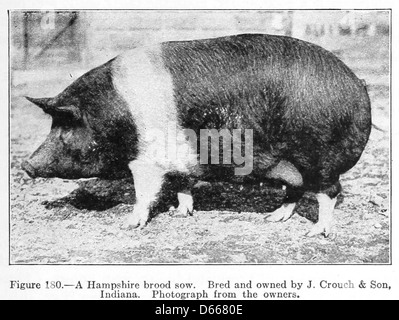 Eine Studie von Nutztieren (1922) Stockfoto