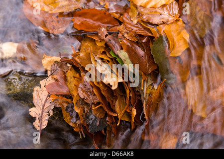 Nahaufnahme von gelben, braunen, goldenen Herbst Eichen- und Buchenwäldern Laub im fließenden Wasser, Cumbria, England, UK Stockfoto