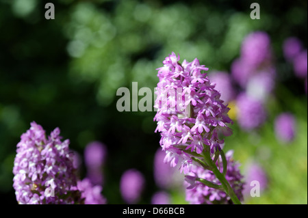 Pyramidale Orchideen in voller Blüte Stockfoto