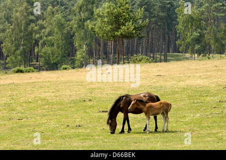 Stute und Fohlen im New Forest in der Nähe von Lyndhurst, New Forest, England Stockfoto