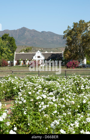 Zandliet Wine Estate Reben Robertson western Cape Südafrika südlichen afrikanischen Weinindustrie Stockfoto