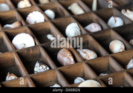 Muscheln auf dem display Stockfoto