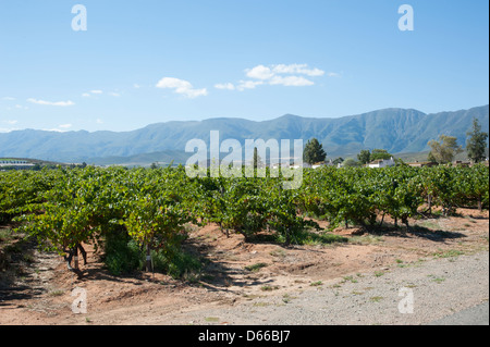 Zandliet Wine Estate Reben Robertson western Cape Südafrika südlichen afrikanischen Weinindustrie Stockfoto