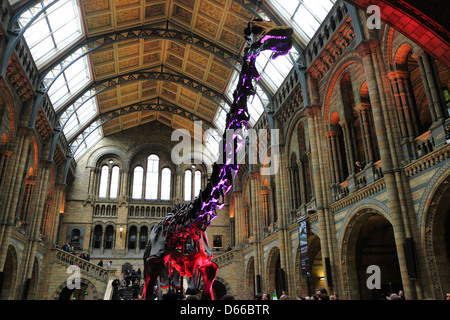 Diplodocus-Skelett in der zentralen Halle des Natural History Museum, London, UK. Stockfoto