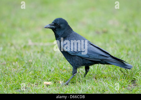 Nahaufnahme einer Krähe auf der Suche nach Nahrung auf Rasen Stockfoto