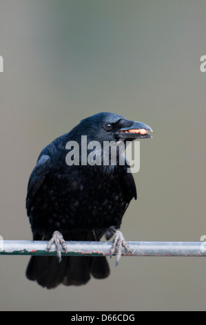 Nahaufnahme einer Krähe, die nur einen Schnabel voller Lebensmittel gesammelt hat Stockfoto