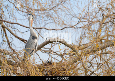 Ein Graureiher preens auf dem Nest, Hampden Park, Sussex, UK Stockfoto