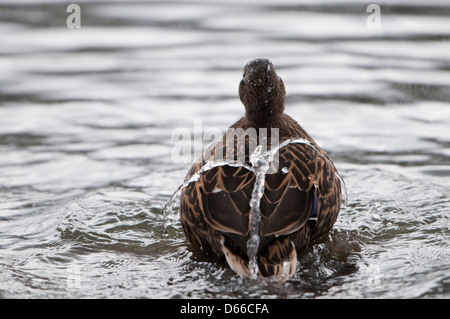 Weibliche Stockente Ente waschen und zeigt "Wasser aus einer Ente zurück" Stockfoto