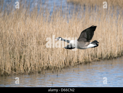 Branta Canadensis, Kanada-Gans im Flug über die Schilfbeetes in Marazion Marsh Stockfoto