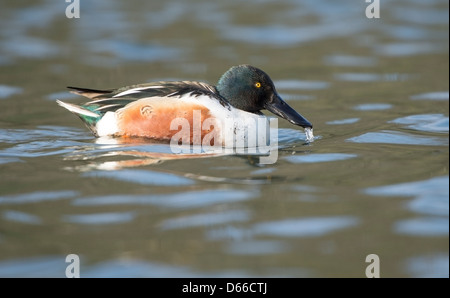 Anas clypeata, Northern Shoveler Duck am Helston Boot Lake Cornwall Stockfoto