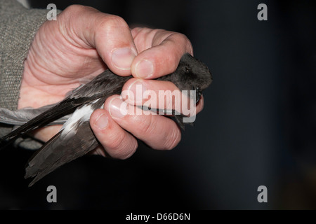 Hydrobates Pelagicus - Sturmvogel für Klingeln, in einer menschlichen Hand gefangen Stockfoto