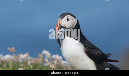 Fraticula Arctica - Puffin mit einer Beakful Sandaale vor einem blauen Hintergrund Stockfoto