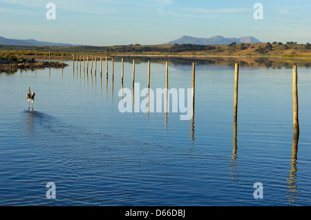 Lagune Fuente de Piedra, Release Flamingos nach Ringe und, Rosaflamingo (Phoenicopterus Ruber misst) Stockfoto