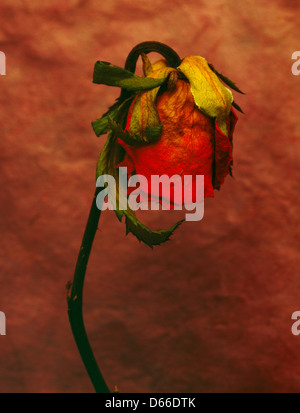 Stilleben, texturierte Rosette farbigen Hintergrund, Studiobeleuchtung Stockfoto