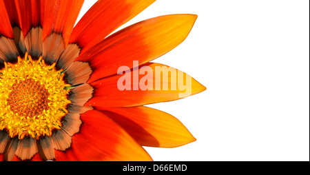 Floraler Hintergrund: orange, gelb und braun Gazenia oder Schatz Blume in weiß Stockfoto