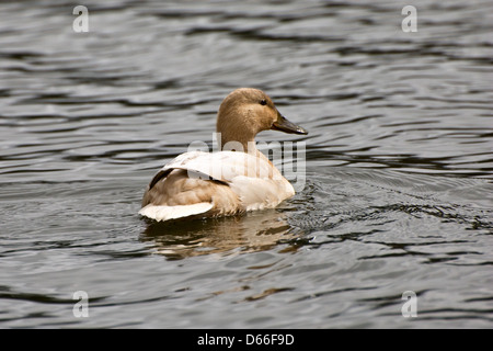 Weibliche Stockente Stockfoto