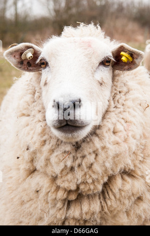 Vowley Bauernhof, Royal Wootton Bassett Wilts Schaf Schafe Lleyn oder Dafad Llyn Welsh-Rasse bekannt für Fleisch & Wolle Gesicht Detailfeld Stockfoto