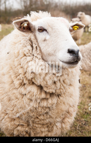 Vowley Bauernhof, Royal Wootton Bassett Wilts Schaf Schafe Lleyn oder Dafad Llyn Welsh-Rasse bekannt für Fleisch & Wolle Gesicht Detailfeld Stockfoto