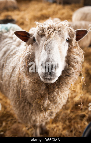 Vowley Farm Royal Wootton Bassett Wilts Ewe Arbeits-Arbeit Mutterschaft Stift Scheune seltene Cotswold Kinderbetten Cotes Lion Rasse Fleisch Schafwolle Stockfoto