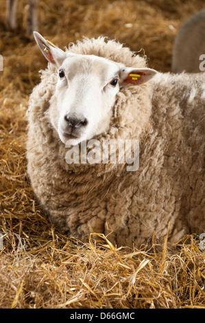 Vowley Farm Royal Wootton Bassett Wilts Ewe Arbeits-Arbeit Mutterschaft Stift Scheune seltene Cotswold Kinderbetten Cotes Lion Rasse Fleisch Schafwolle Stockfoto