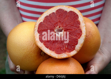Nahaufnahme von Frau hält Bio Grapefruit mit der Hälfte an der Spitze zeigt rote Segmente Stockfoto