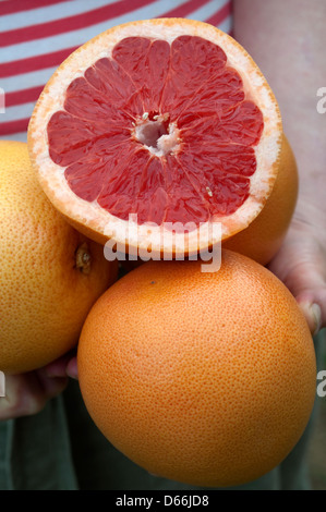 Nahaufnahme von Frau hält Bio Grapefruit mit der Hälfte an der Spitze zeigt rote Segmente Stockfoto