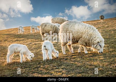 Herde der Schafe und Lämmer auf einer Wiese am Abend mit blauen Himmel und Wolken Stockfoto