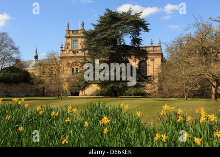 Narzissen im Trinity College vordere Viereck Garten mit Zeder und Kapelle im Frühjahr Oxford Oxfordshire England UK Großbritannien Stockfoto