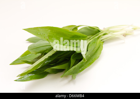 Bärlauch (wilder Knoblauch) Pesto auf weiß Stockfoto