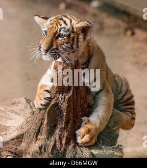 Nahaufnahme Foto Og Tigerbaby Stockfoto