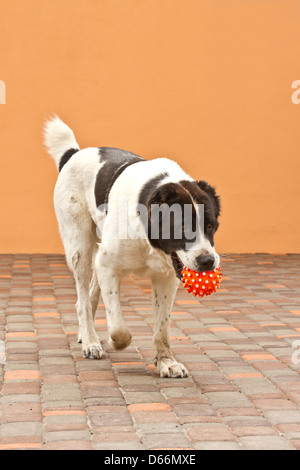 Zentraler Asiatischer Schäferhund hat seinen Ball in den Mund Stockfoto