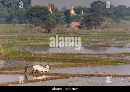 Landwirt und Ochsen pflügen Reisfelder in der Nähe von Mandalay, Myanmar (Burma) Stockfoto