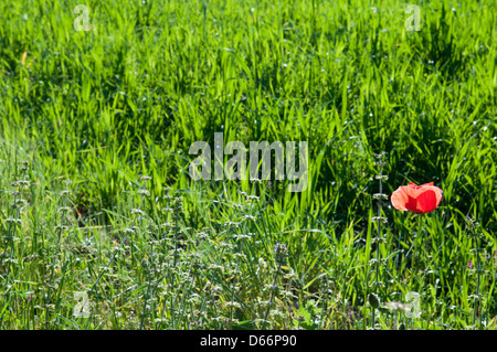 Feldern Provence roter Mohn Stockfoto