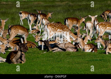 Die Brache Liebe Tier Baum Rasen im freien Stockfoto