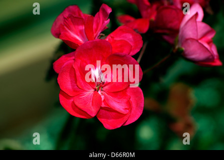 Pelargonien Hortorum Americana dunkel rot Americana dunkel rot Geranie reichen dunklen rote Blüten, Nahaufnahme. Stockfoto