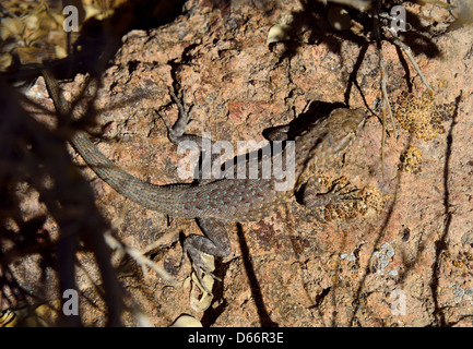 Eine westliche Seite-blotched Eidechse auf einem Felsen. Death Valley Nationalpark, Kalifornien, USA. Stockfoto